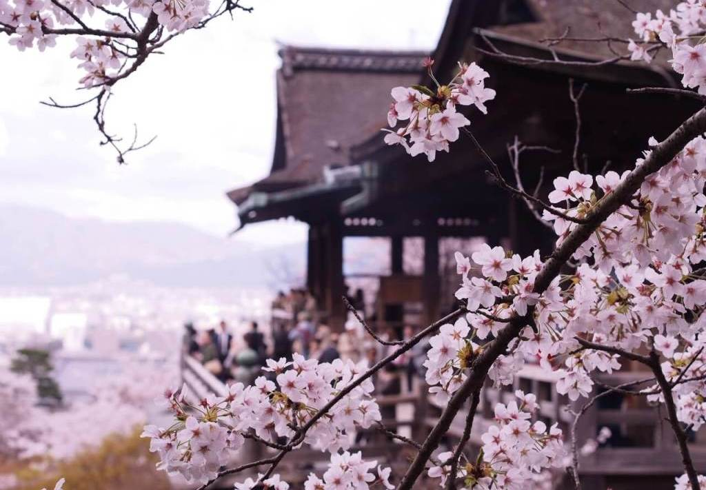 Sakura