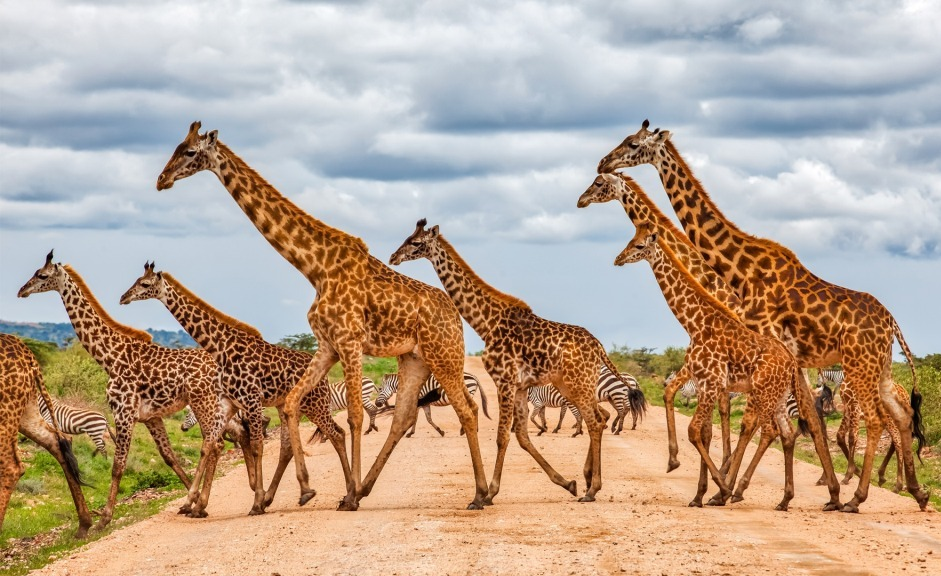 Real Africa